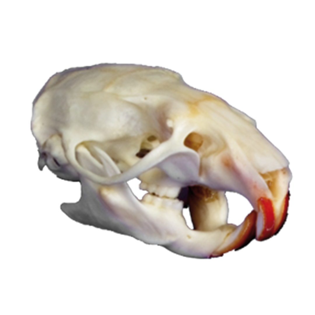 Ratte, Schädel