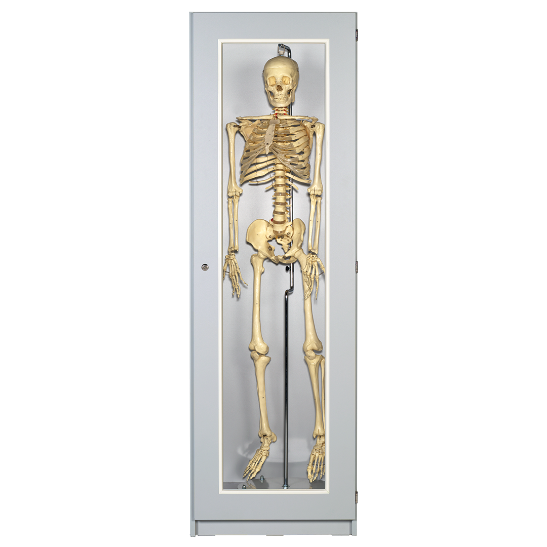 Skelettschrank B-SK 60