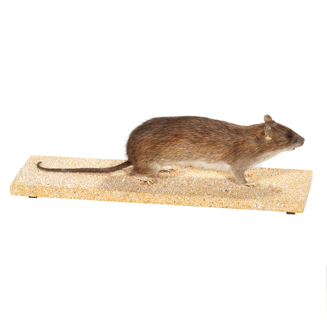 Wanderratte