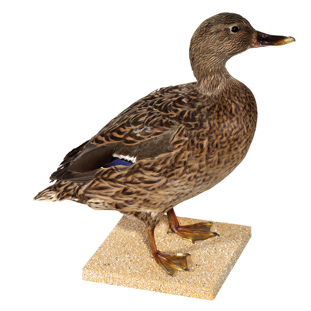 Stockente, weiblich