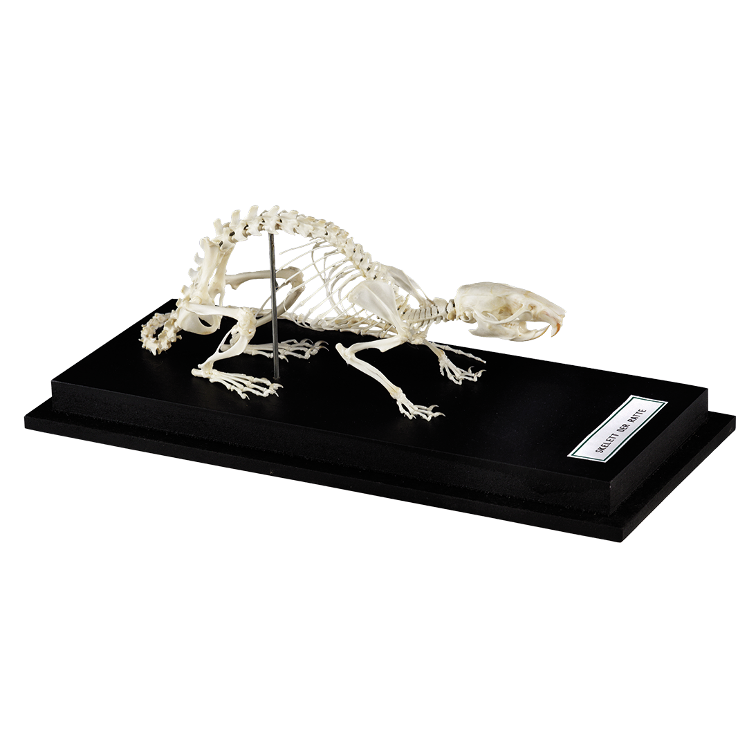 Ratte, Skelettpräparat